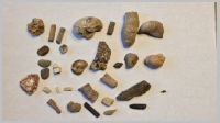 Misc Fossils.jpg